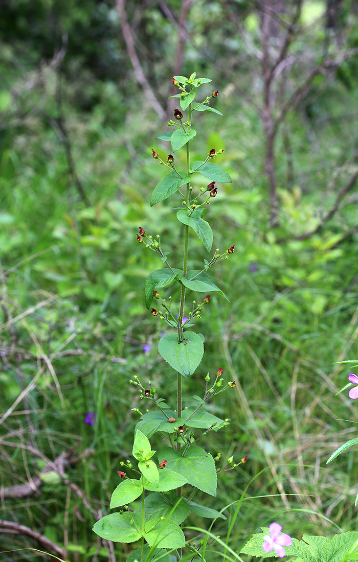 Изображение особи Scrophularia maximowiczii.