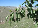 genus Betula. Верхушка ветви с соплодиями. Дагестан, Левашинский р-н, окр. с. Леваши, ок. 1400 м н.у.м., каменистый склон. 01.06.2019.
