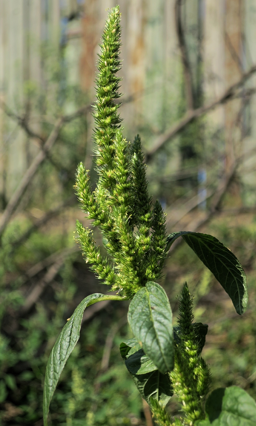 Image of Amaranthus powellii specimen.