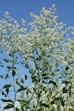 Lepidium latifolium