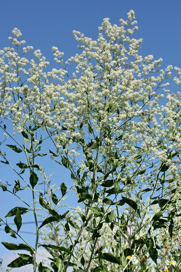 Изображение особи Lepidium latifolium.