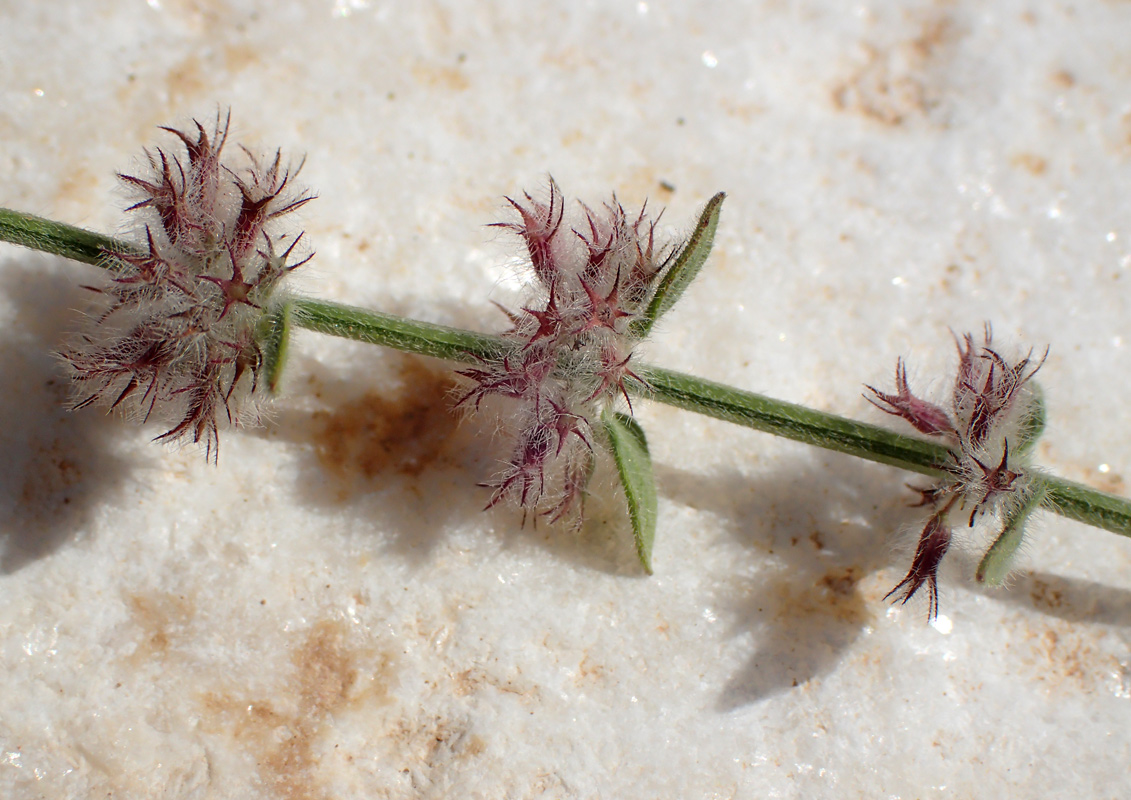 Image of Micromeria nervosa specimen.