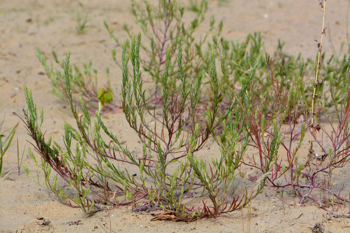 Image of Corispermum marschallii specimen.