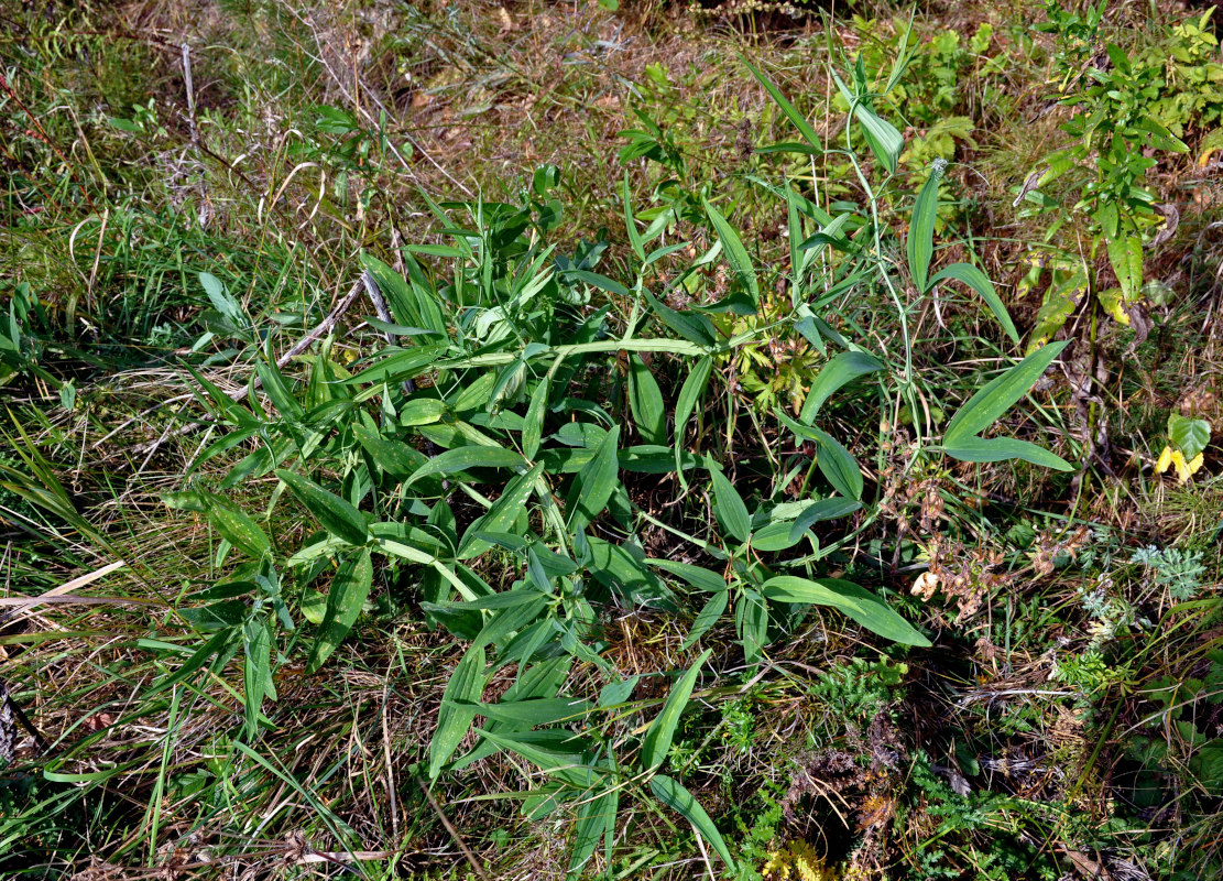 Image of Lathyrus sylvestris specimen.