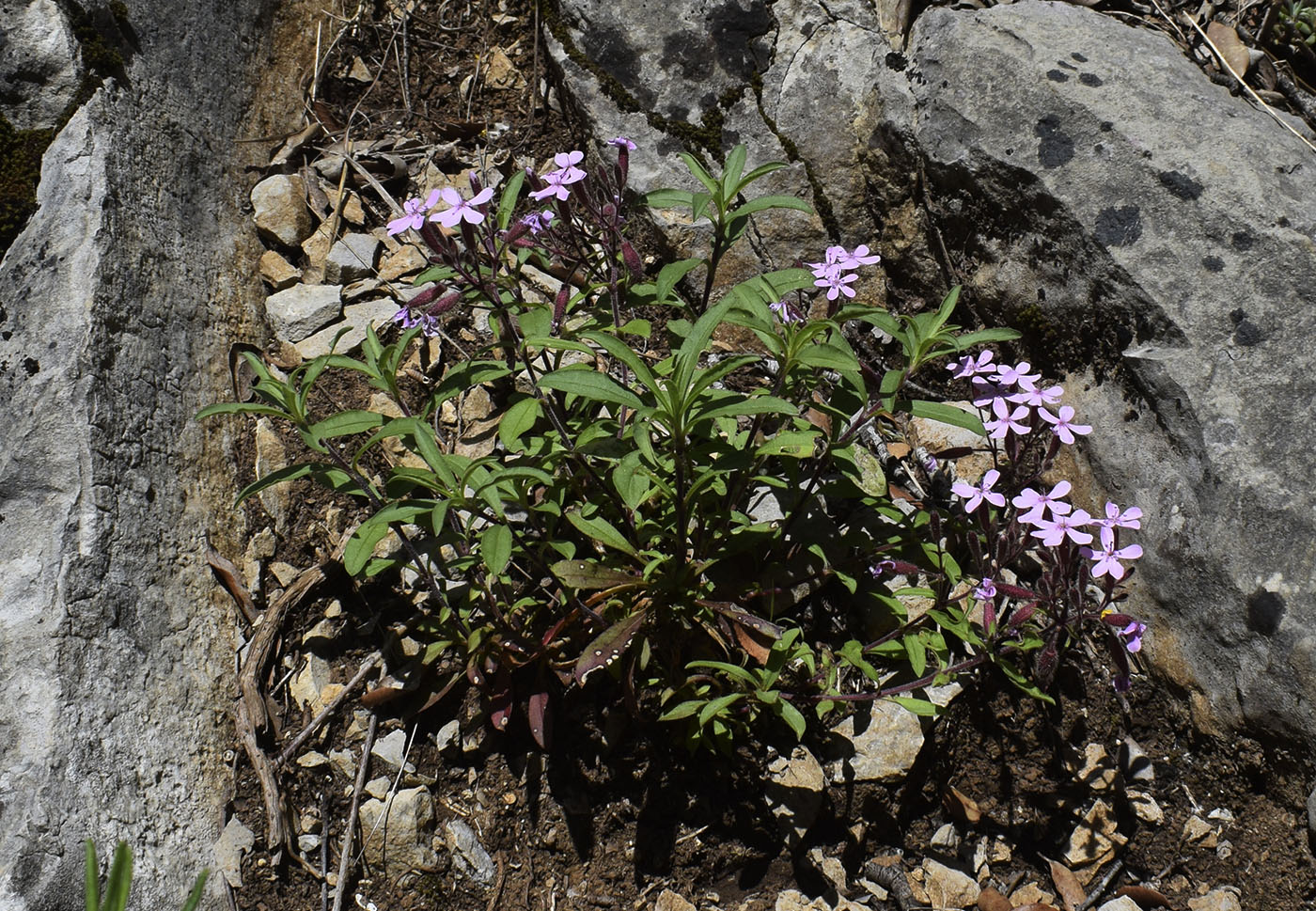 Image of Saponaria ocymoides specimen.
