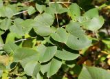 Tilia americana