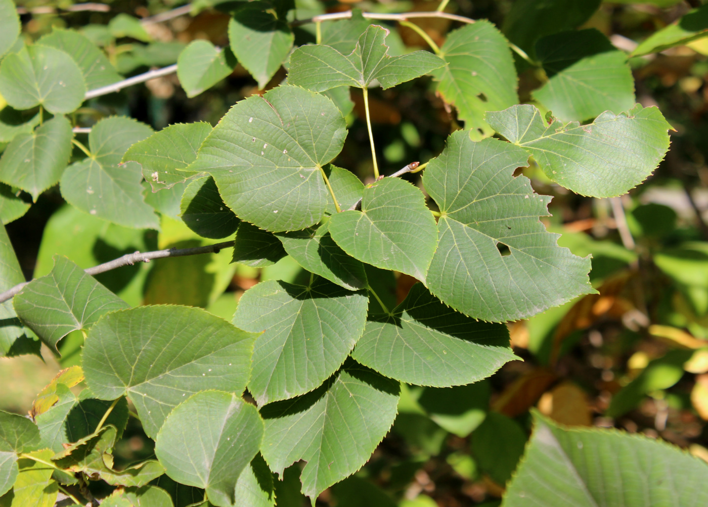 Image of Tilia americana specimen.