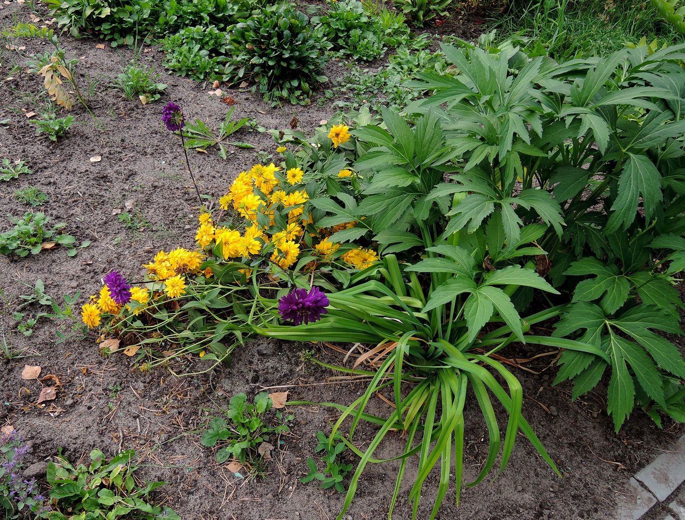 Image of Rudbeckia laciniata var. hortensia specimen.