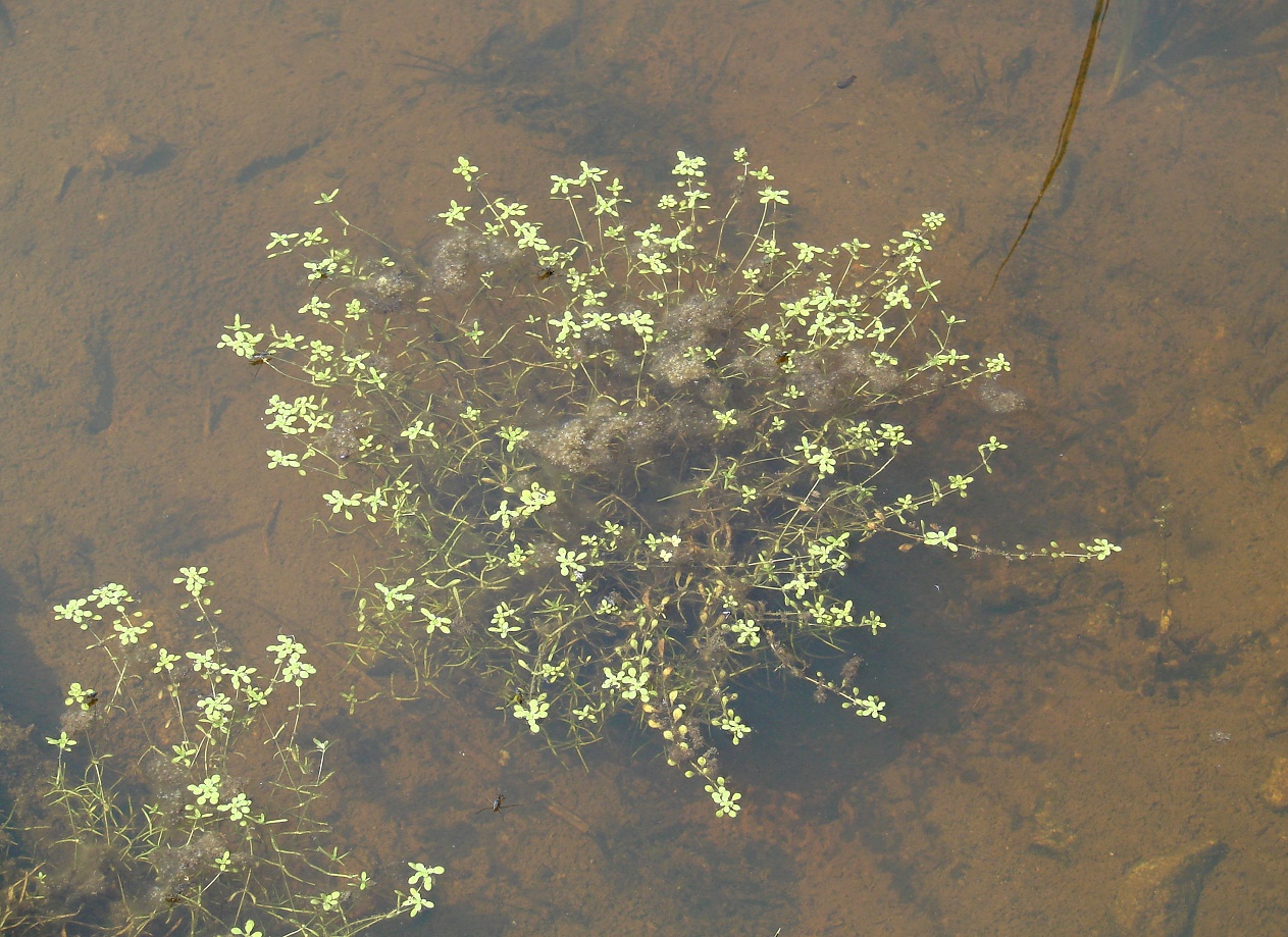 Image of Callitriche palustris specimen.