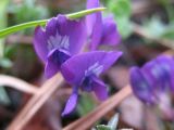 Oxytropis revoluta. Верхушка цветущего растения. Камчатский край, Елизовский район, природный парк \"Вулканы Камчатки\", подножье (800 м н.у.м.) вулкана Авачинская сопка (2741 м н.у.м. ), щебнисто- кустарничковая тундра, 05.07.2010.