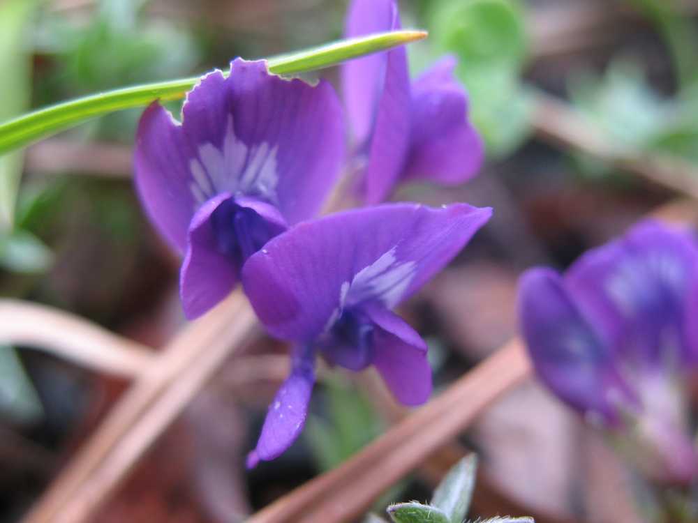 Image of Oxytropis revoluta specimen.
