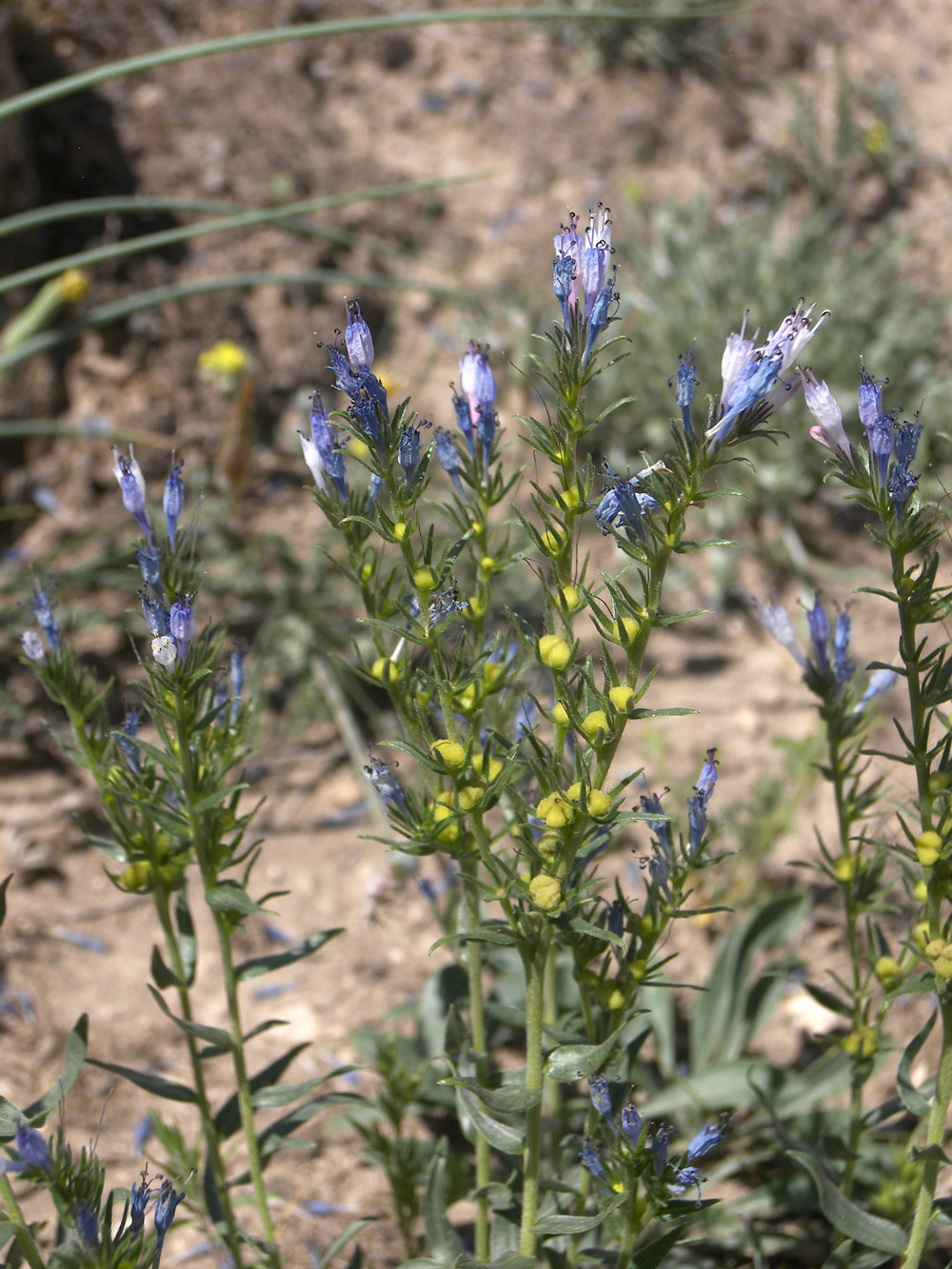 Изображение особи Moltkia caerulea.