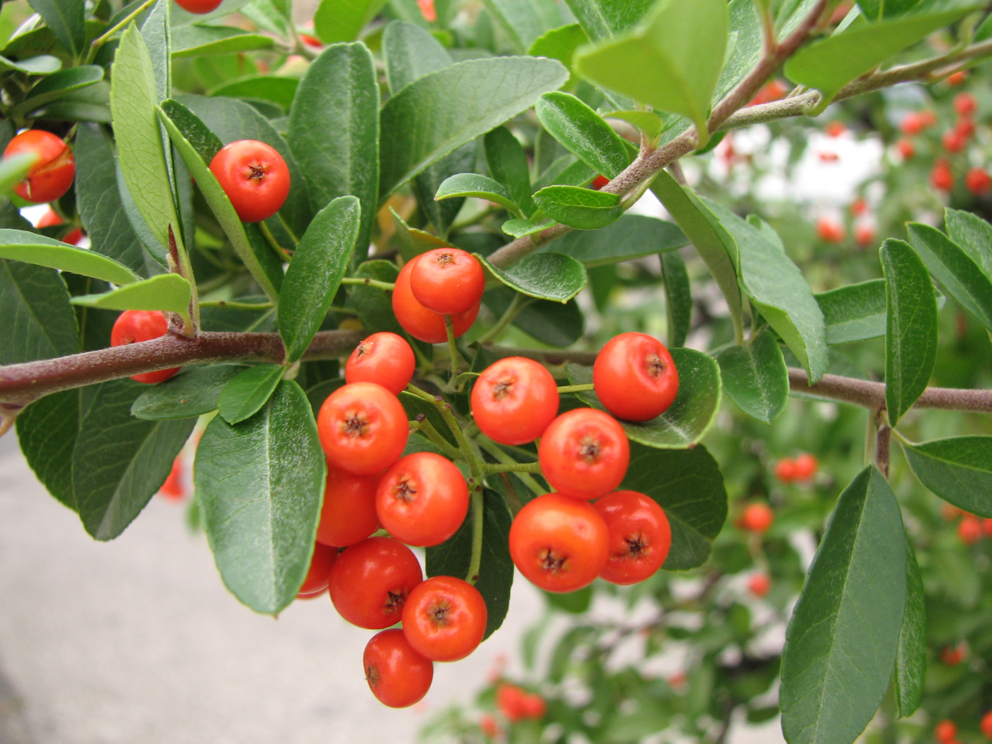 Image of Pyracantha coccinea specimen.