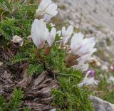 Astragalus levieri. Цветущее растение. Адыгея, Кавказский биосферный заповедник, склон горы Оштен, альпийская пустошь, ≈ 2700 м н.у.м., каменистая осыпь. 15.07.2015.