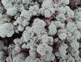 Cladonia stellaris