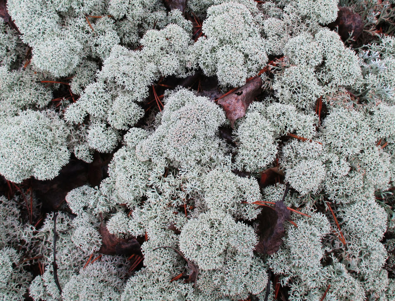 Image of Cladonia stellaris specimen.