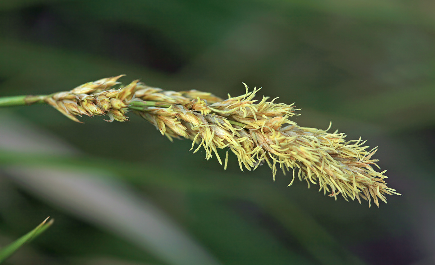 Image of Carex appropinquata specimen.