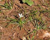 Ornithogalum pedicellare