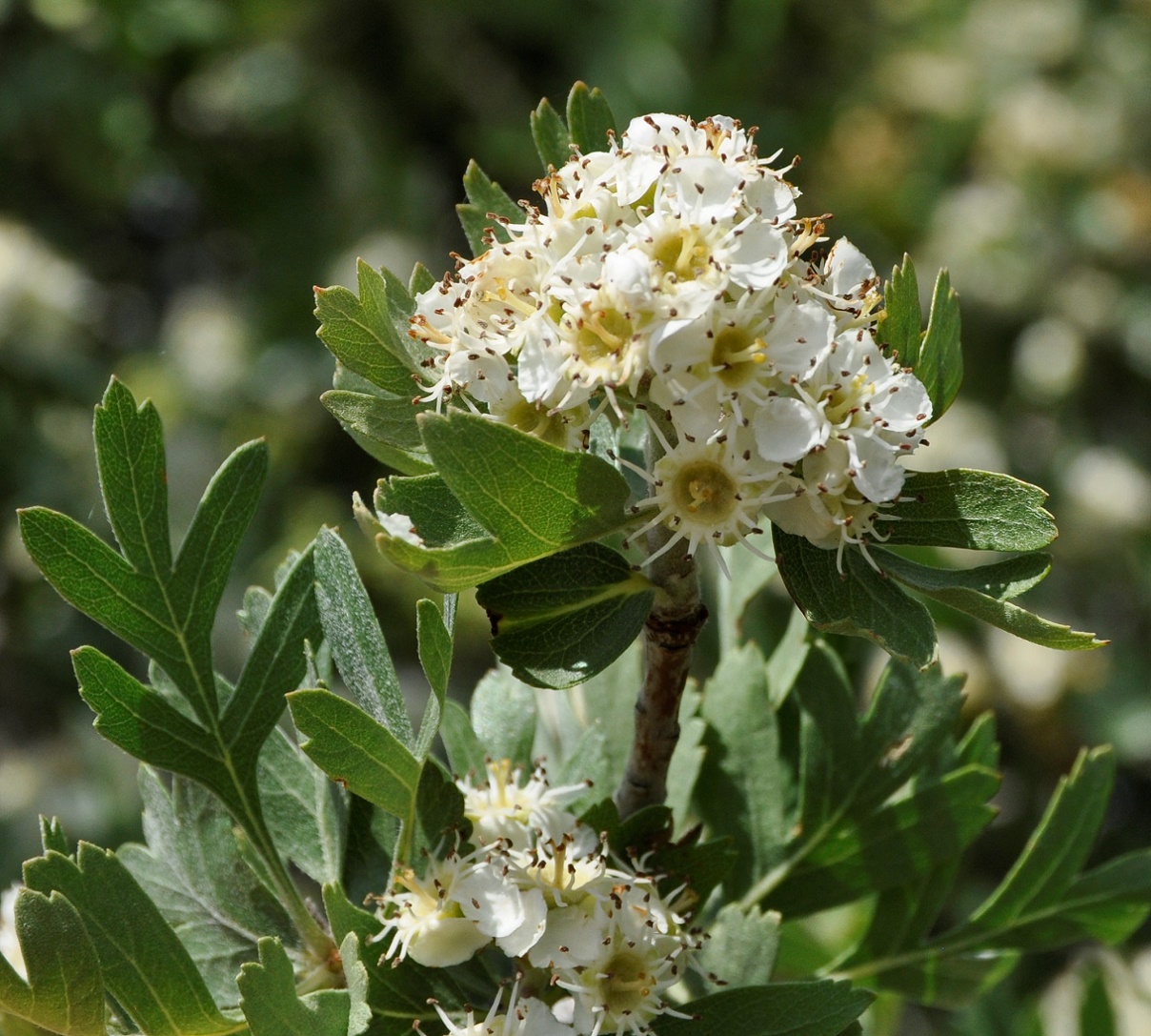 Изображение особи род Crataegus.