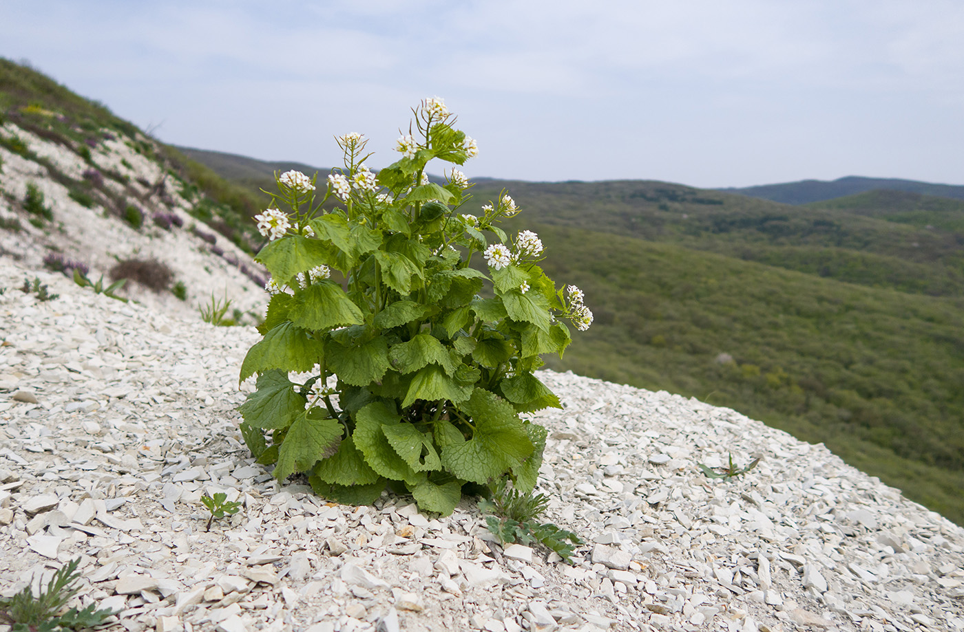 Image of Alliaria petiolata specimen.