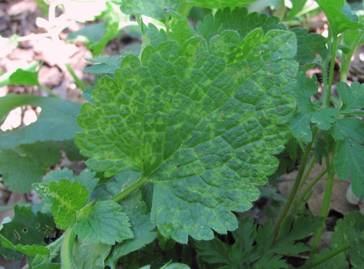 Изображение особи Lamium maculatum.