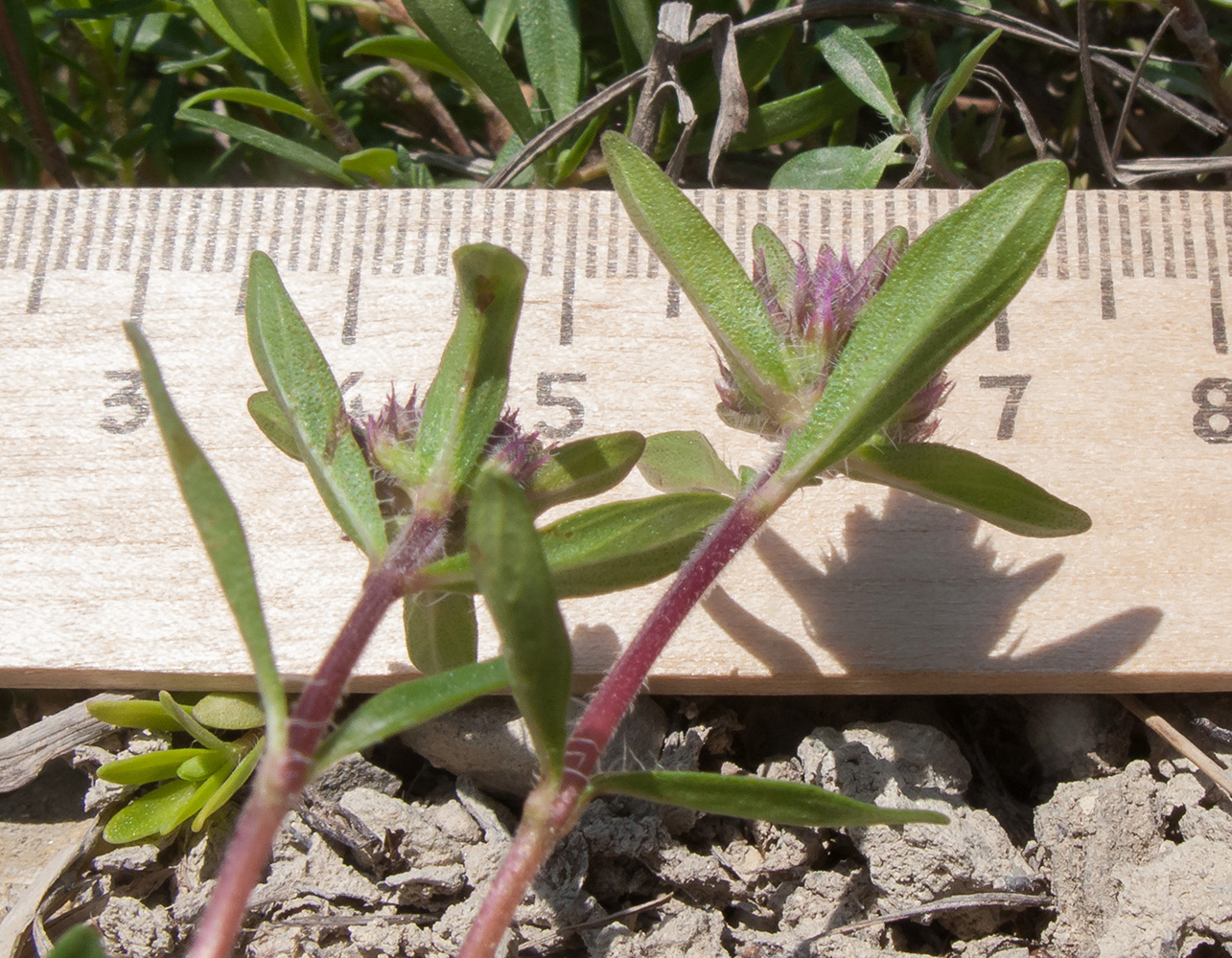 Изображение особи Thymus elenevskyi.