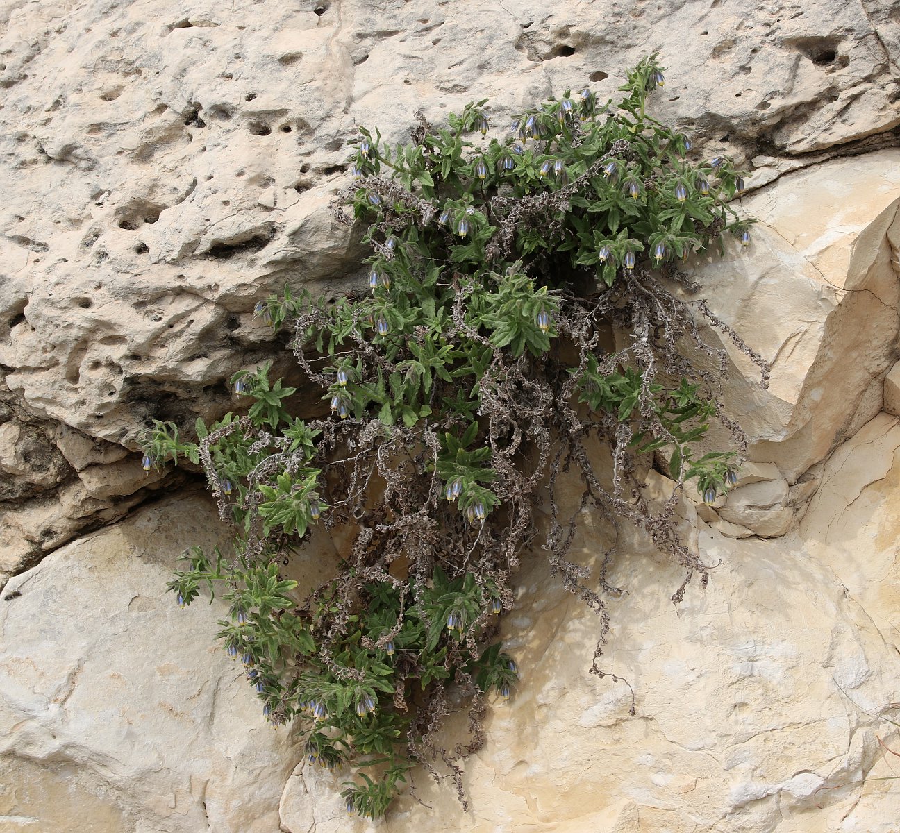 Image of Podonosma orientalis specimen.