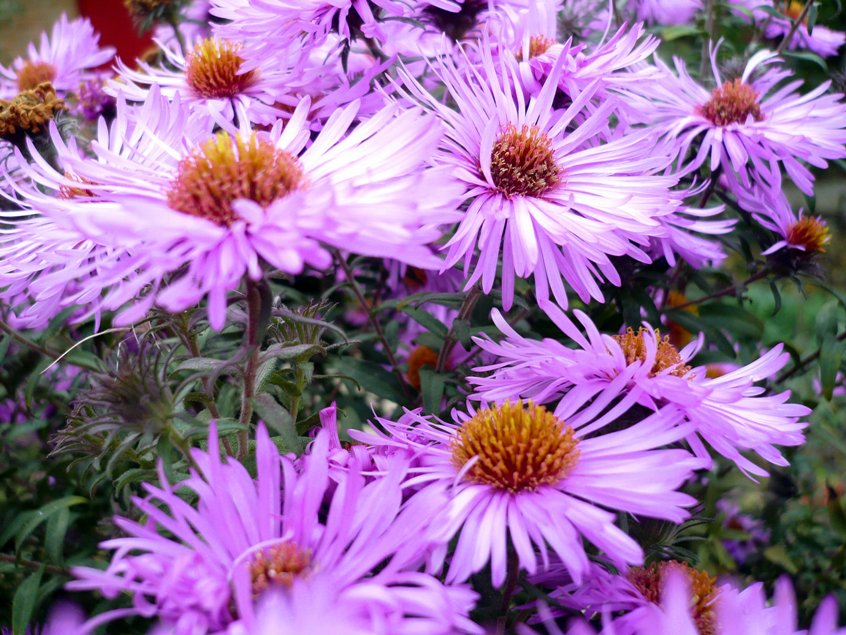 Image of Symphyotrichum novae-angliae specimen.