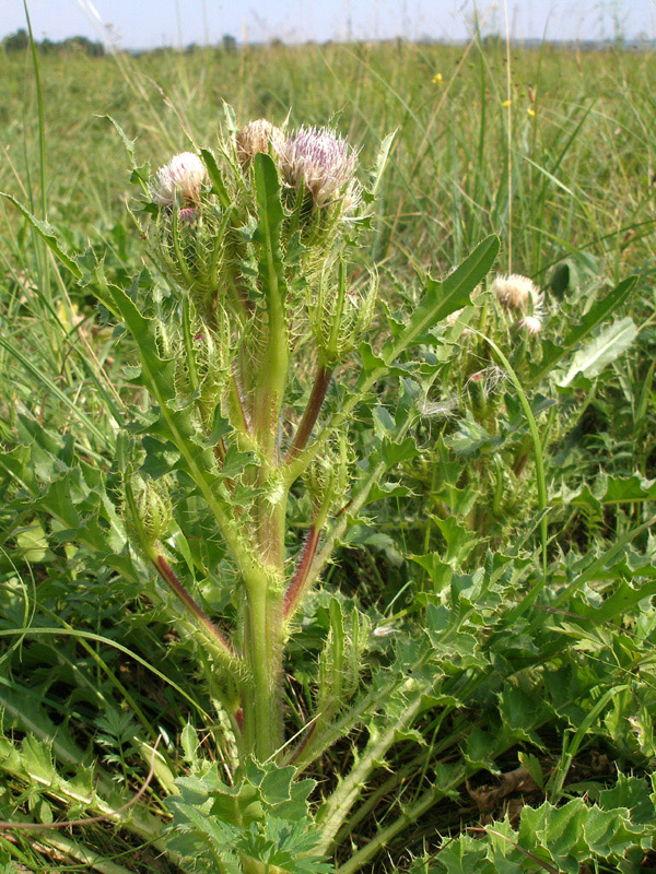 Image of Cirsium roseolum specimen.