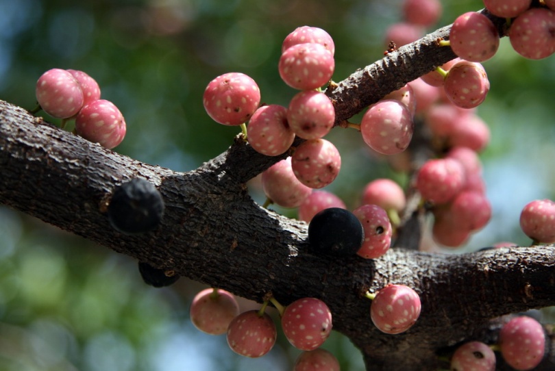 Image of Ficus virens specimen.
