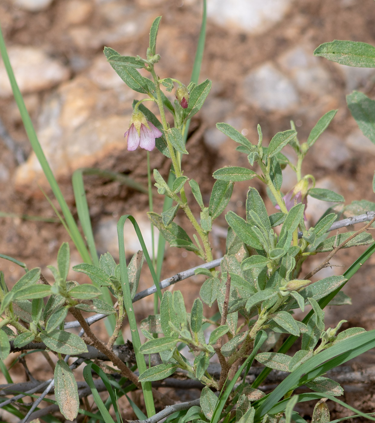 Изображение особи Hermannia affinis.