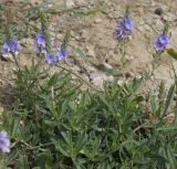 Veronica dentata