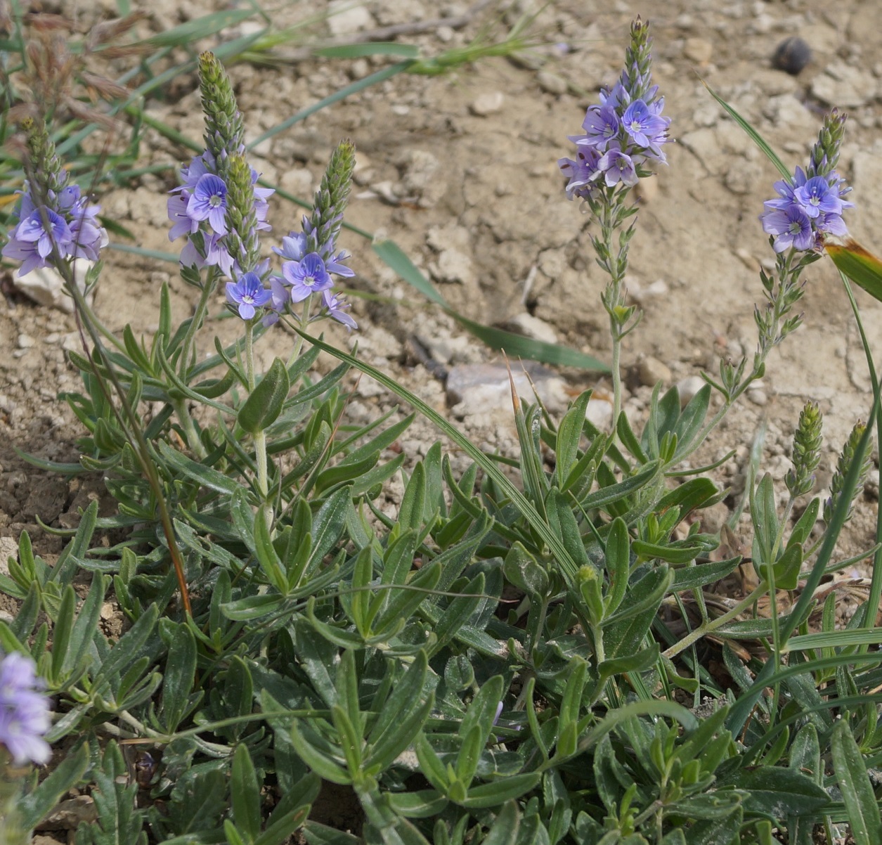 Изображение особи Veronica dentata.