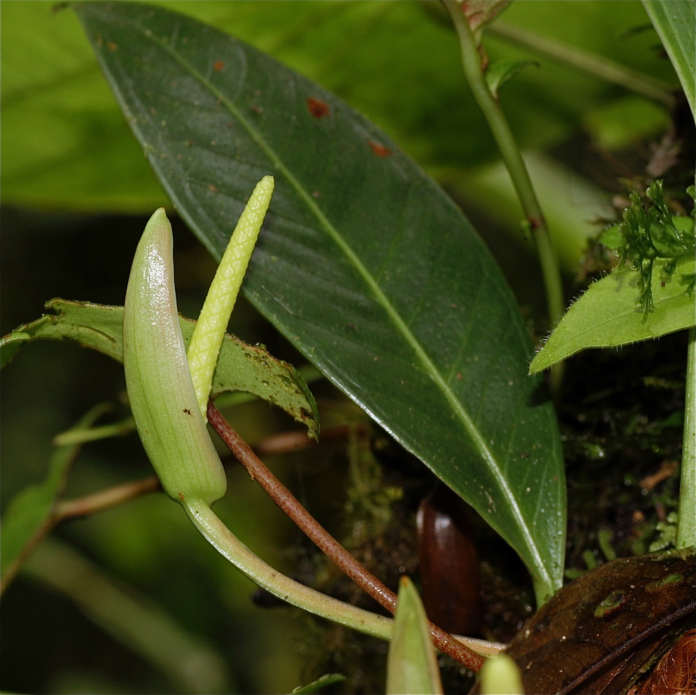 Image of Anthurium dwyeri specimen.