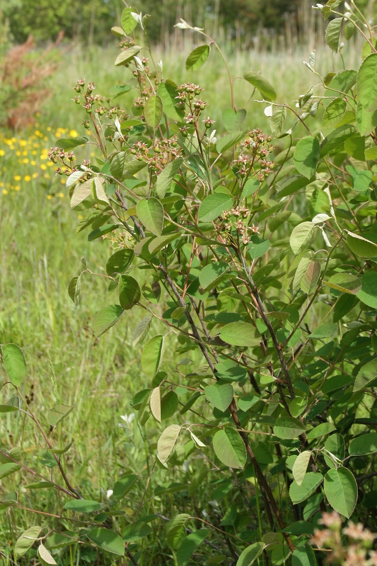 Image of Amelanchier spicata specimen.