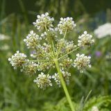 Chaerophyllum aureum