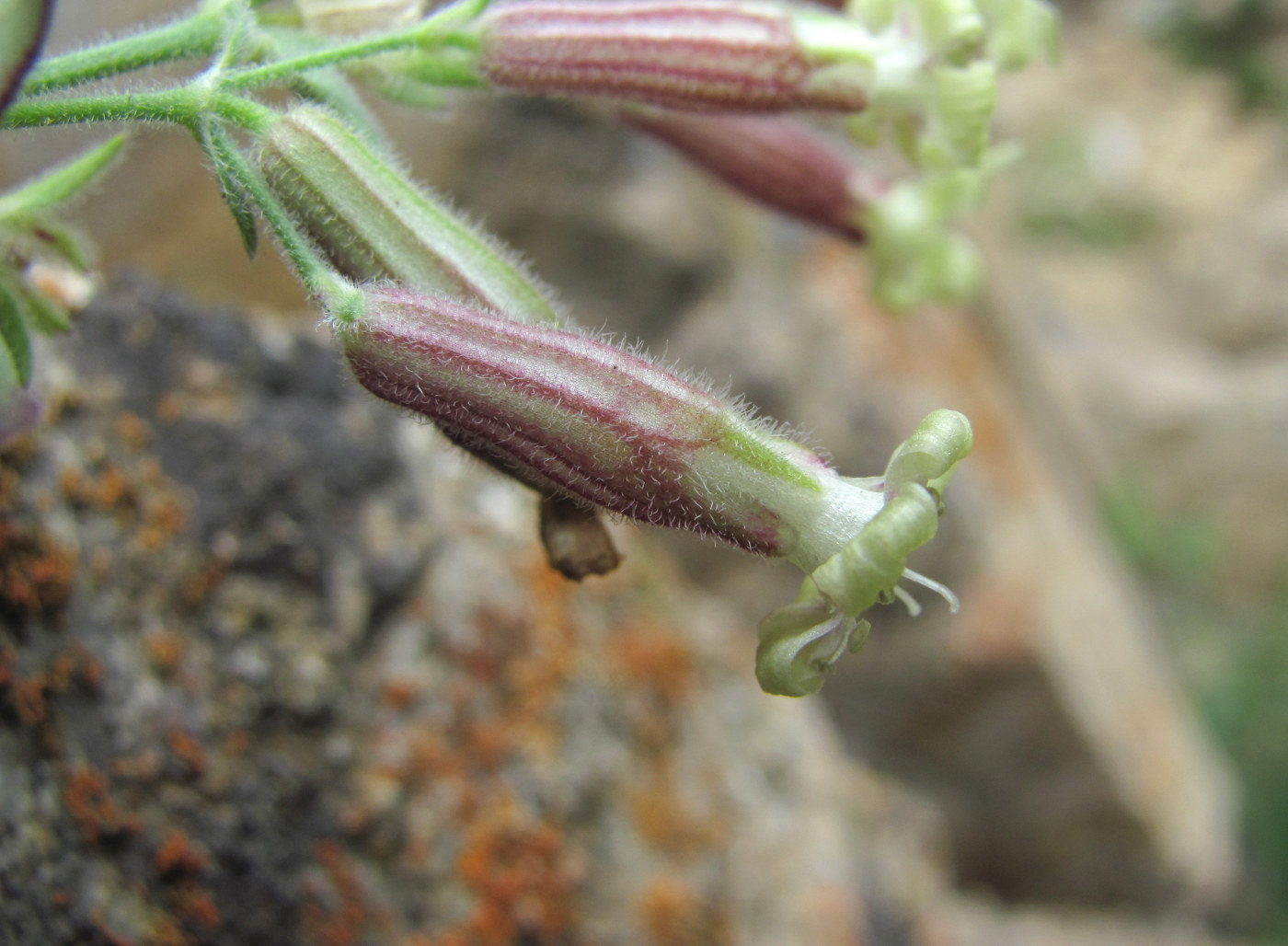 Изображение особи Silene pygmaea.