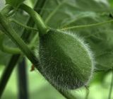 Melo sativus