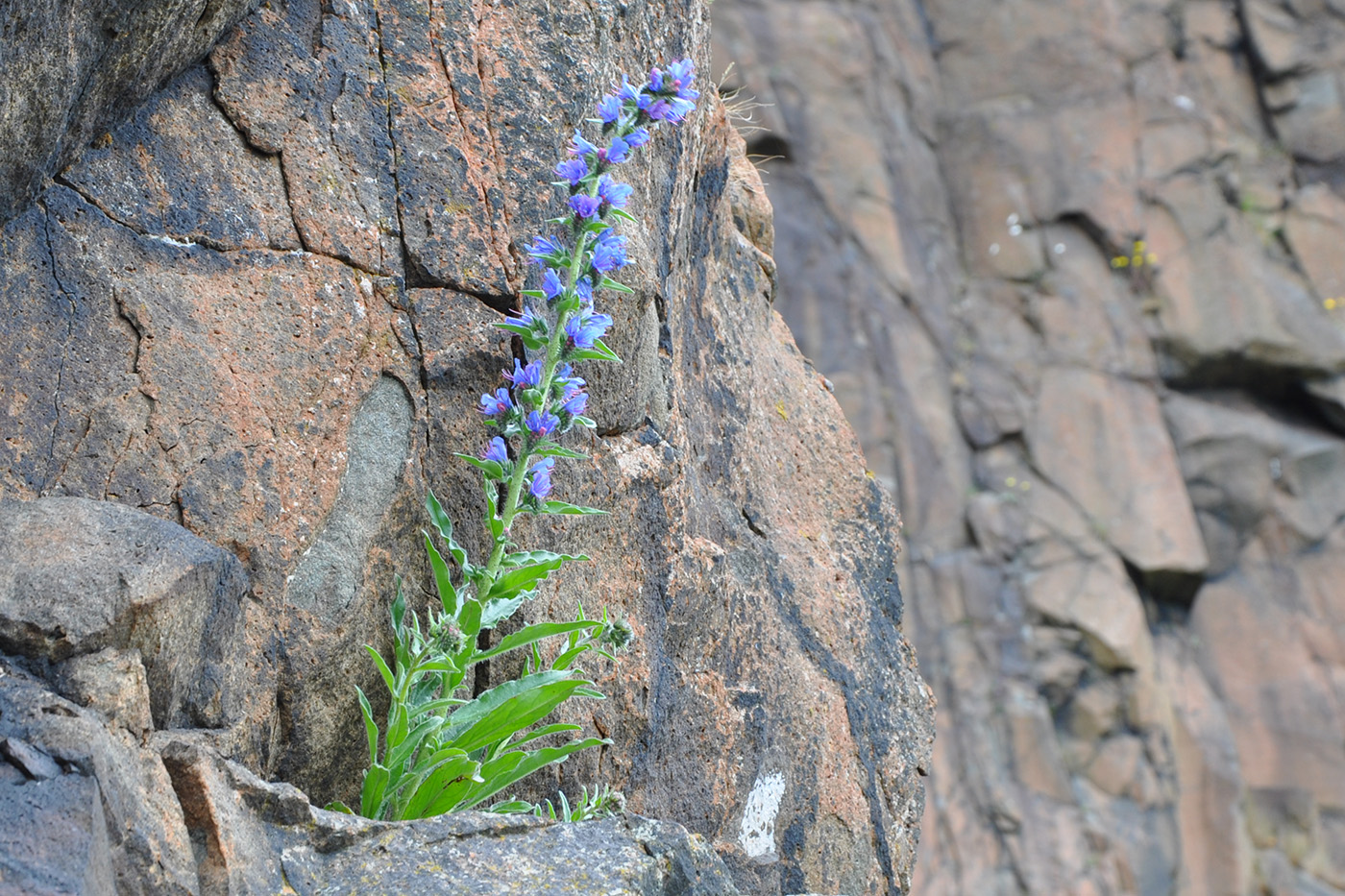 Изображение особи Echium vulgare.