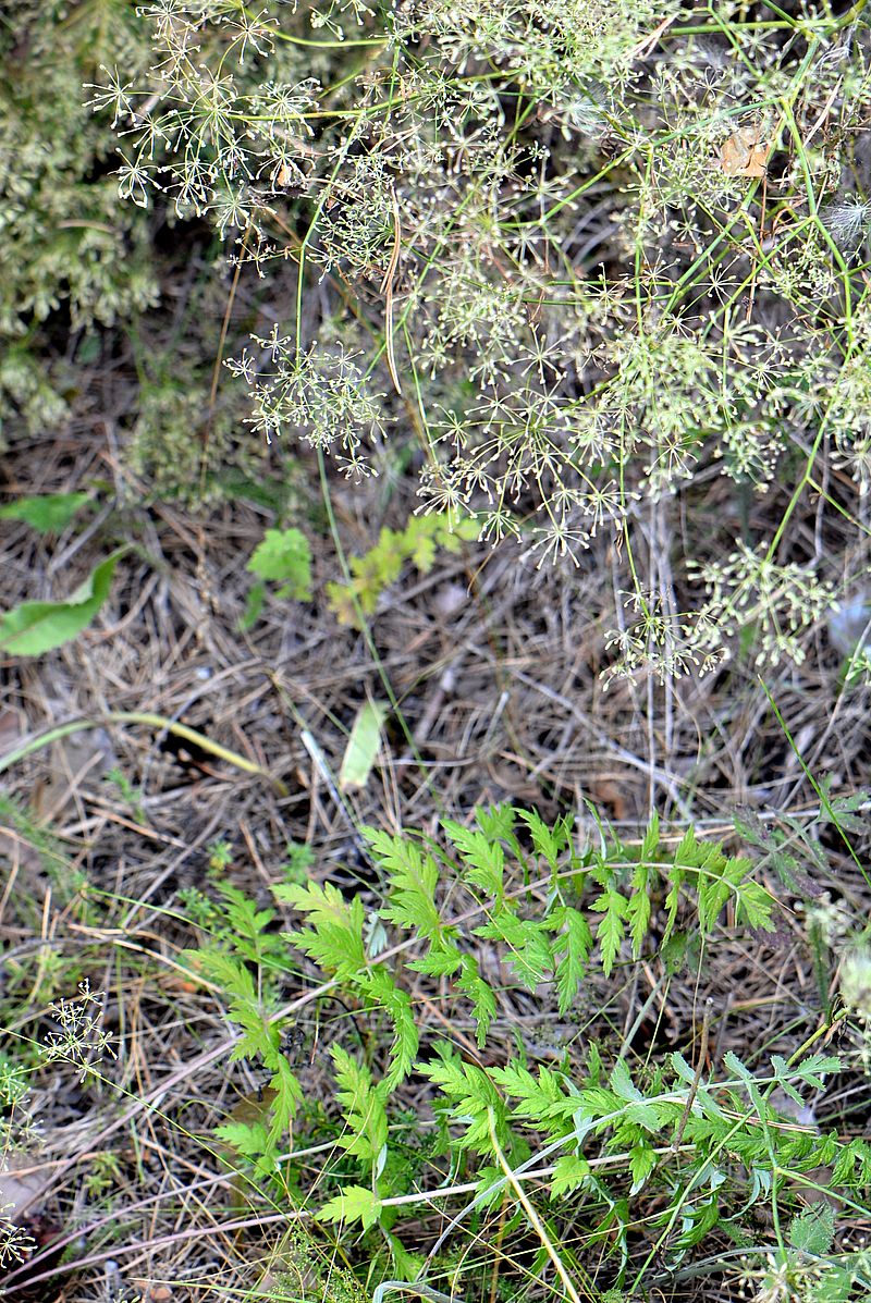 Image of Seseli libanotis specimen.