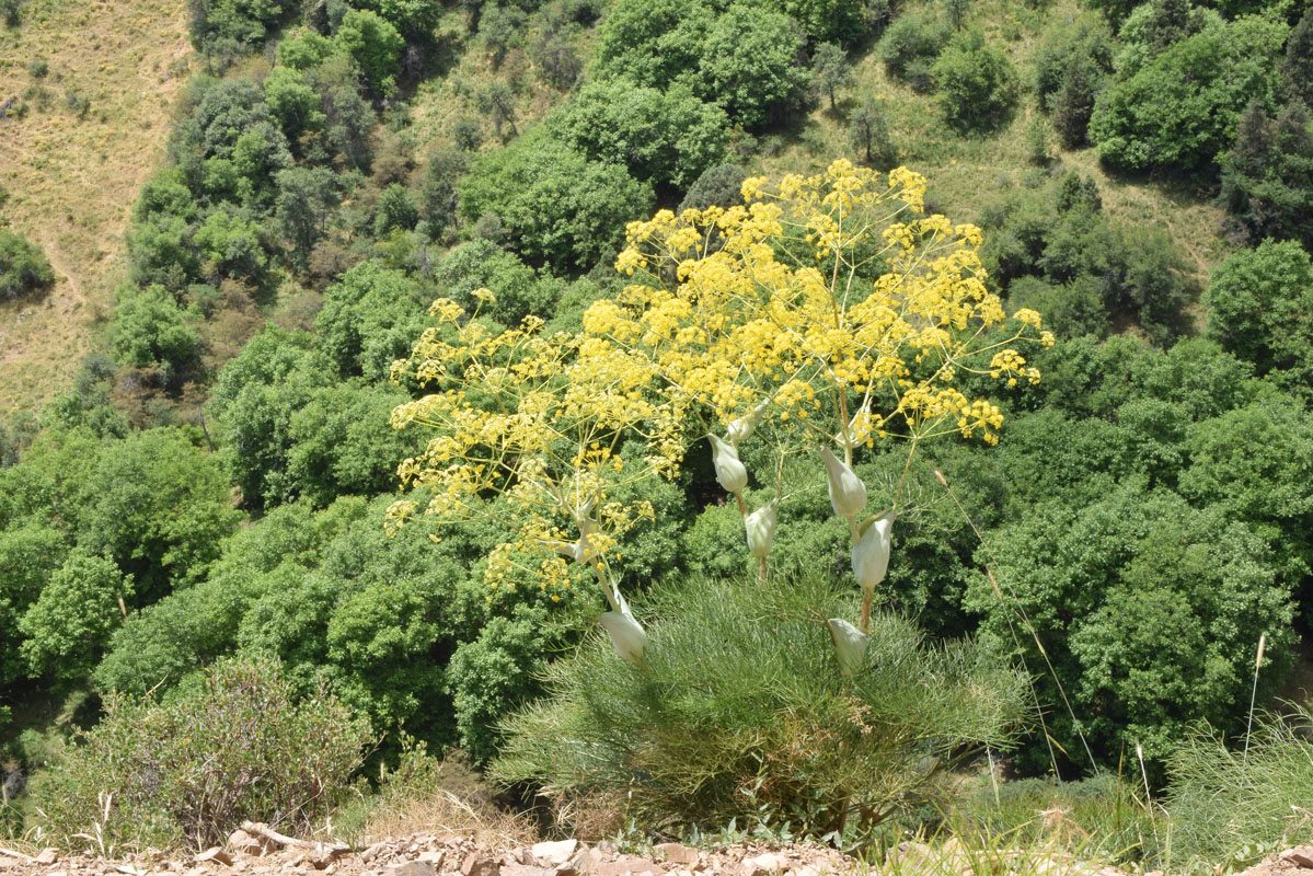 Изображение особи Ferula ugamica.