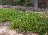 Arctostaphylos uva-ursi. Вегетирующие и плодоносящие растения в сообществе с Calluna vulgaris (цветёт на заднем плане). Тверская обл., Кимрский р-н, окр. дер. Бурцево, песчаный холм в сосновом бору. 01.08.2020.