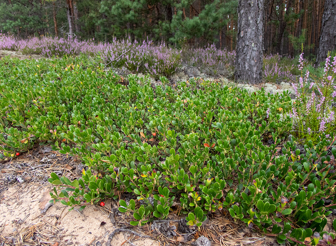 Изображение особи Arctostaphylos uva-ursi.