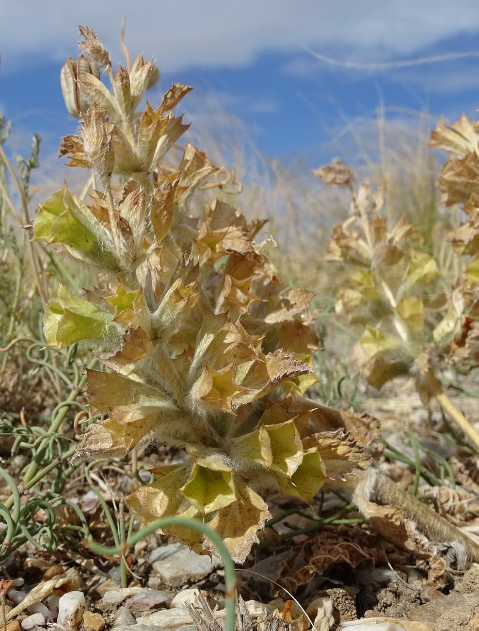 Image of genus Paraeremostachys specimen.