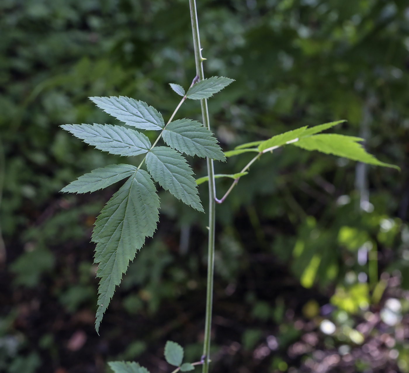 Image of Rubus cockburnianus specimen.