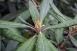 Rhododendron smirnowii. Верхушка побега с генеративной почкой. Санкт-Петербург, Ботанический сад БИН РАН, дендрарий. 09.09.2020.