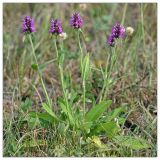 Betonica officinalis. Цветущие растения. Республика Татарстан, Дрожжановский р-н, с. Татарские Шатрашаны. 25.06.2010.