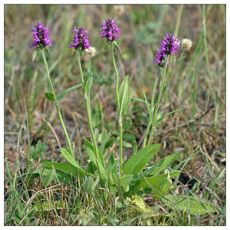 Изображение особи Betonica officinalis.