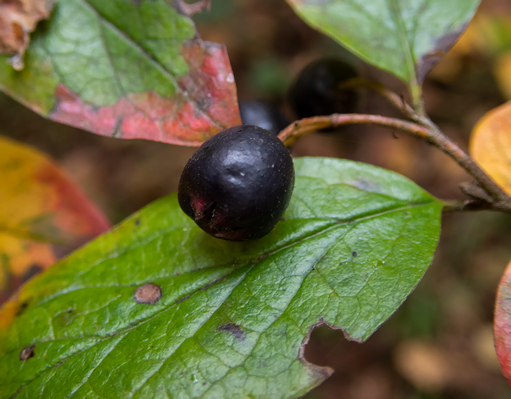 Image of Cotoneaster lucidus specimen.