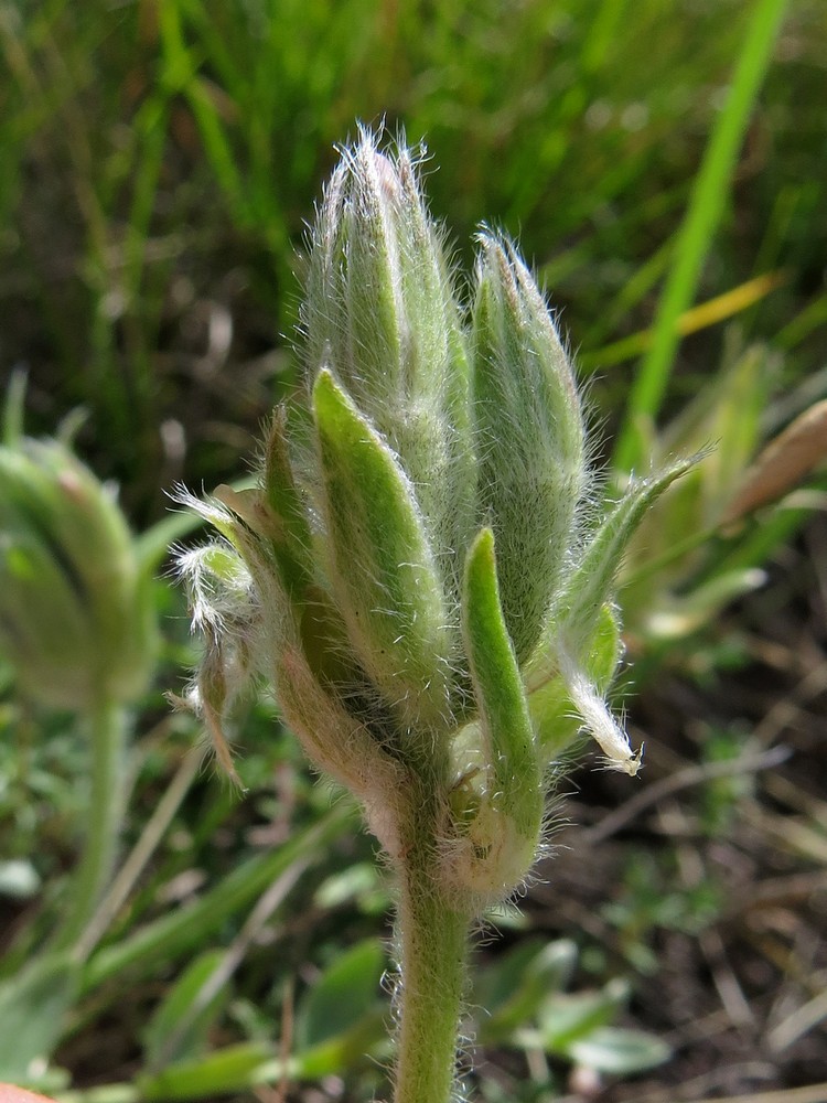 Изображение особи Oxytropis bracteata.